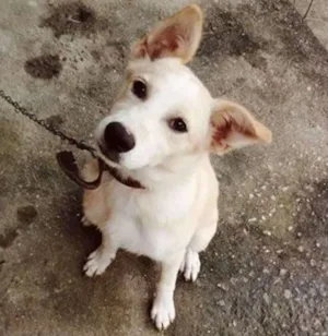 Cachorro raça SRD idade 2 a 6 meses nome Bob