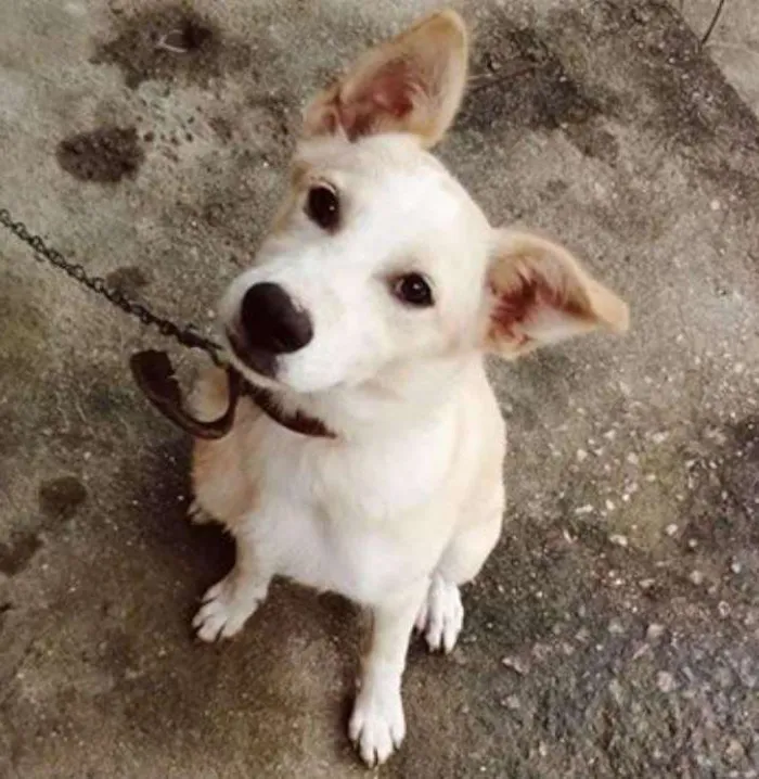 Cachorro ra a SRD idade 2 a 6 meses nome Bob