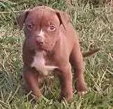 Cachorro raça American Pit Bul Terrier  idade Abaixo de 2 meses nome Sem nome ainda