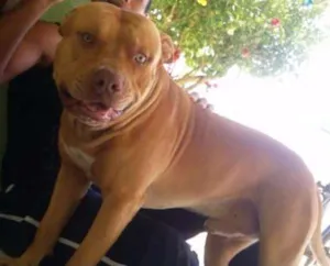 Cachorro raça Pit-Bull idade 1 ano nome THOR