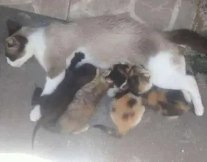 Gato raça sem raça definida idade Abaixo de 2 meses nome Cat,Mia,Black e jade