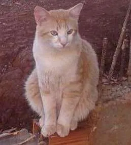 Gato ra a indefinida idade 1 ano nome Rafaelo