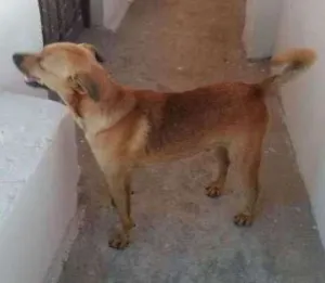 Cachorro raça Vira lata idade 1 ano nome Não sei