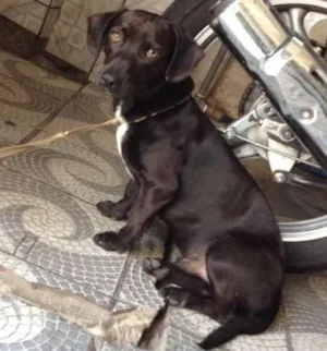 Cachorro raça Salchicha idade 1 ano nome Negao