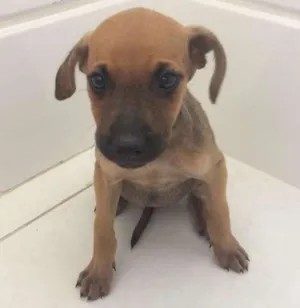 Cachorro raça SRD idade Abaixo de 2 meses nome Frida