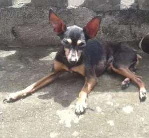 Cachorro raça Pinscher Miniatura idade 6 ou mais anos nome Nego Fred Junior