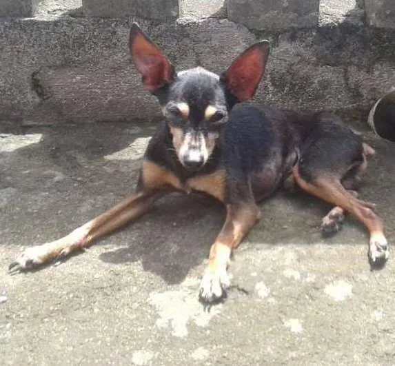 Cachorro ra a Pinscher Miniatura idade 6 ou mais anos nome Nego Fred Junior
