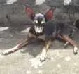 Cachorro raça Pinscher Miniatura idade 6 ou mais anos nome Nego Fred Junior