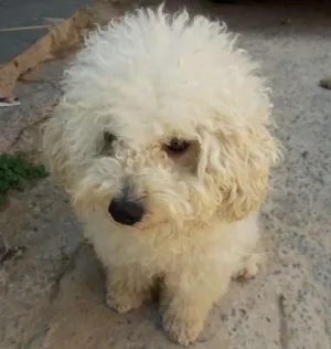 Cachorro raça Poodle idade 2 anos nome Jack