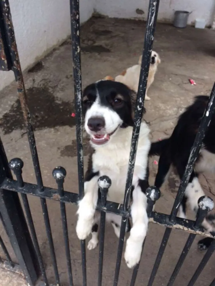 Cachorro ra a SRD idade 2 a 6 meses nome Ohara