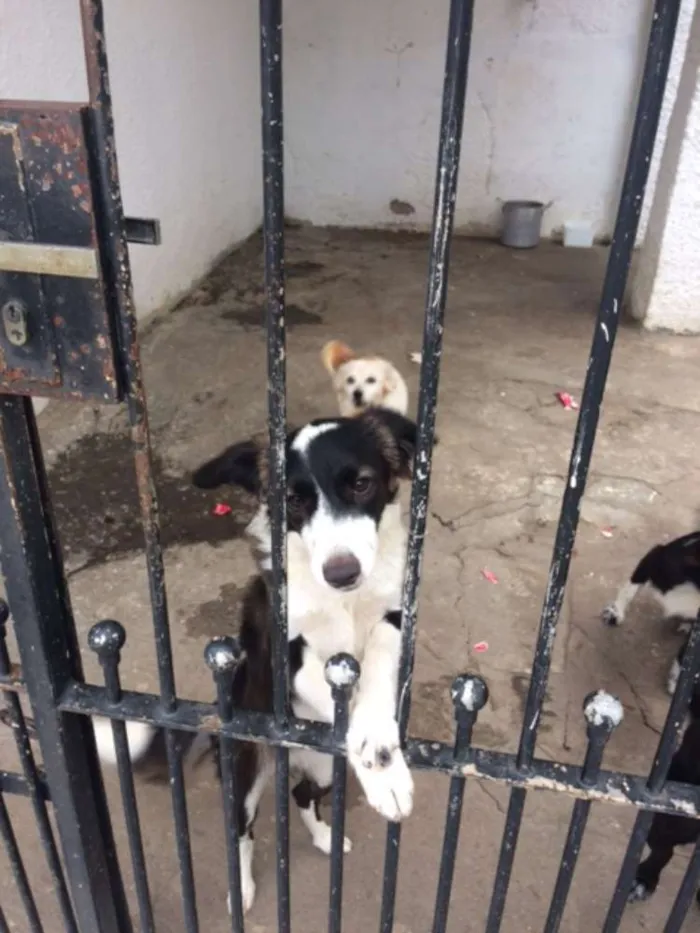 Cachorro ra a SRD idade 2 a 6 meses nome Ohara