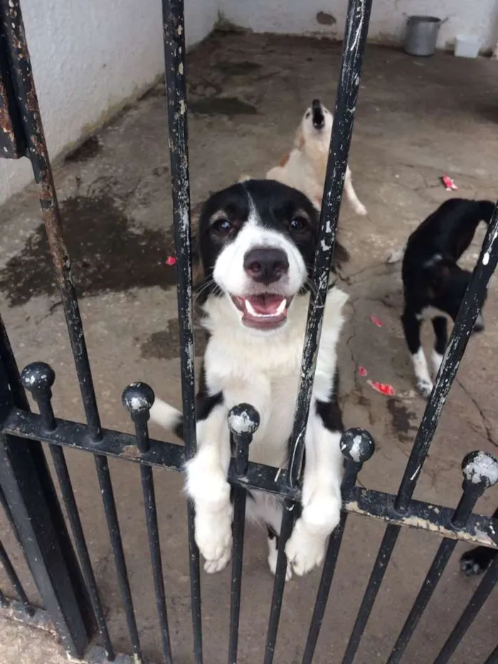 Cachorro ra a SRD idade 2 a 6 meses nome Ohara
