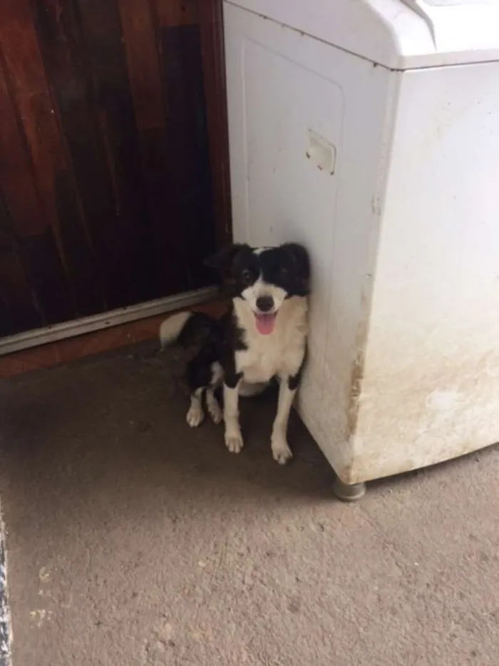 Cachorro ra a SRD idade 2 a 6 meses nome Ohara