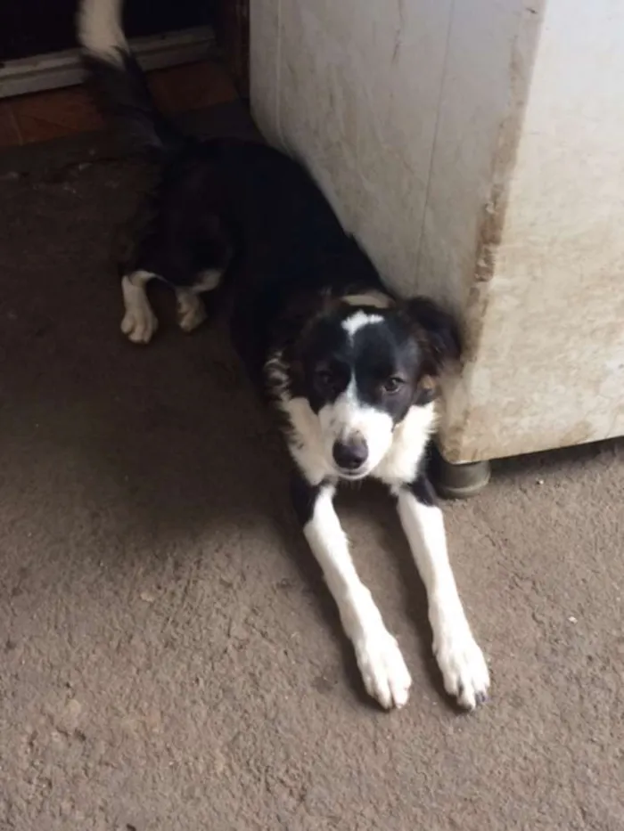 Cachorro ra a SRD idade 2 a 6 meses nome Ohara