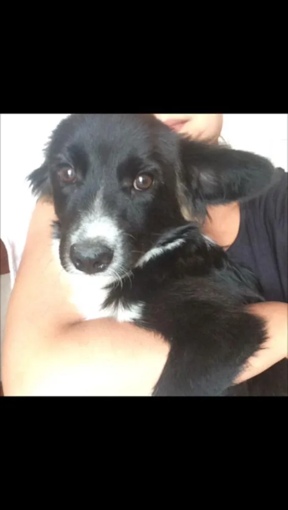 Cachorro ra a SRD idade 2 a 6 meses nome Thor
