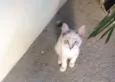 Nina