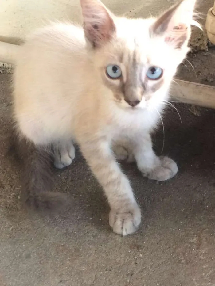 Gato ra a Siamês idade 2 a 6 meses nome Branca