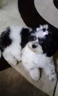 Molly