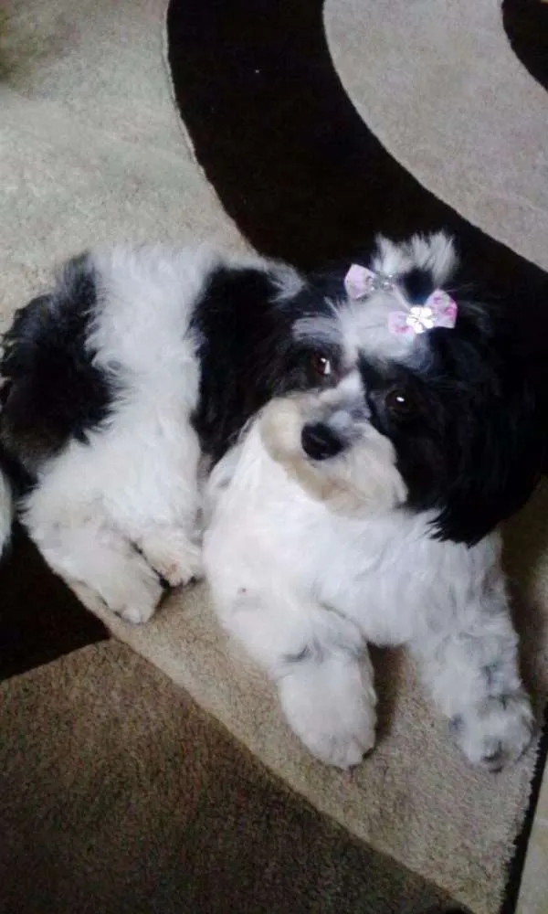 Cachorro ra a LHASA APSO idade 4 anos nome Molly