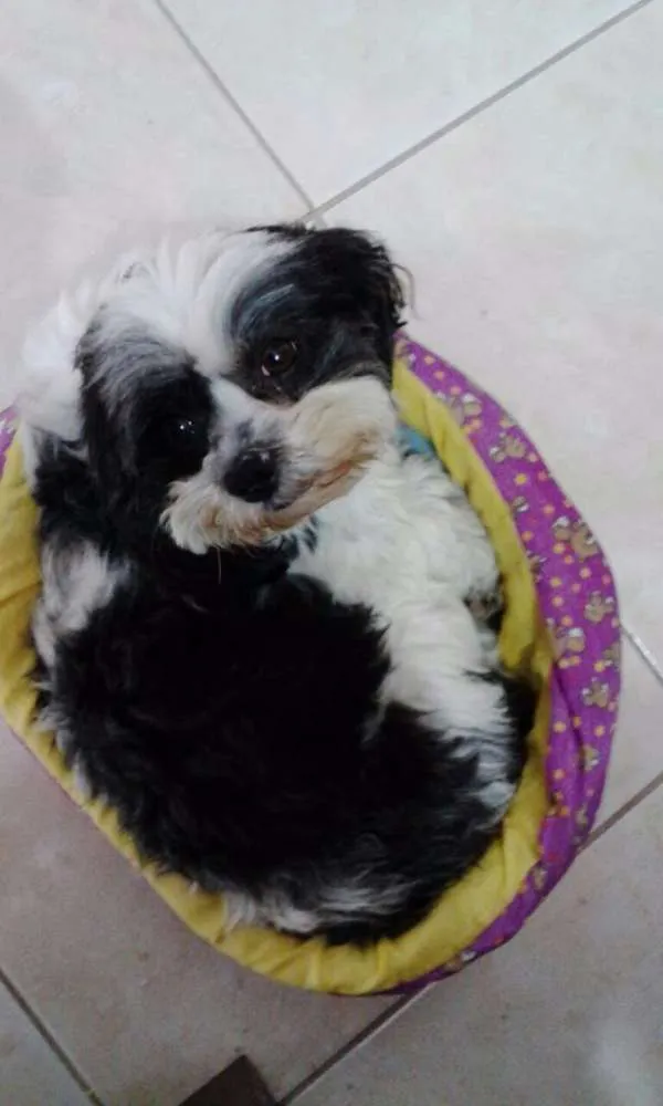 Cachorro ra a LHASA APSO idade 4 anos nome Molly