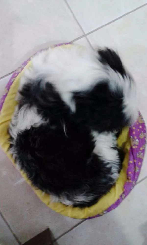 Cachorro ra a LHASA APSO idade 4 anos nome Molly