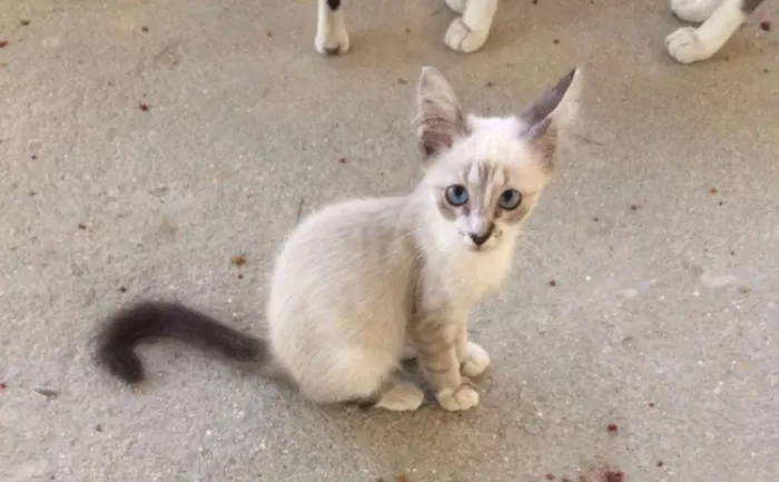 Gato ra a Siamês idade 2 a 6 meses nome Foquinha