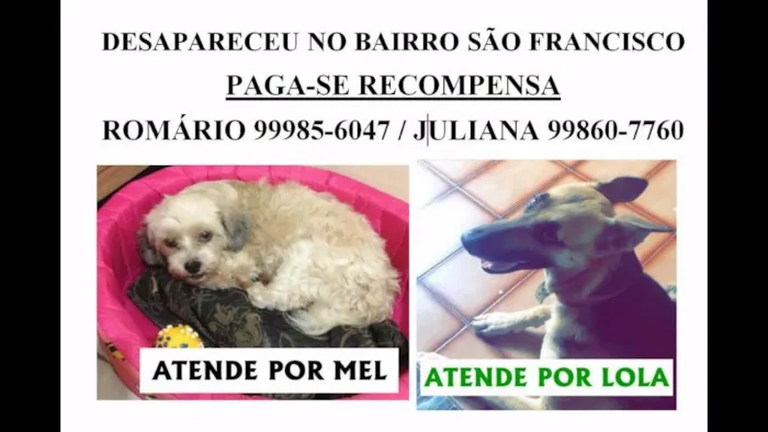 Cachorro ra a lhasa apso idade 5 anos nome Mel GRATIFICA