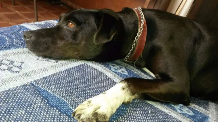 Cachorro raça SRD idade 5 anos nome Black
