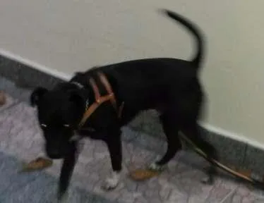 Cachorro raça SRD idade 5 anos nome Black