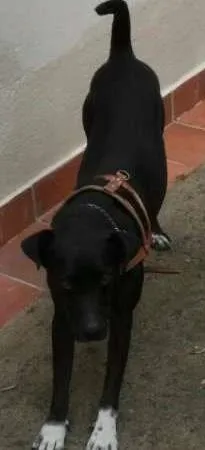 Cachorro raça SRD idade 5 anos nome Black