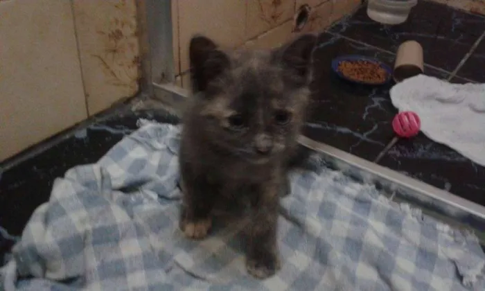 Gato ra a SRD idade Abaixo de 2 meses nome Sem nome