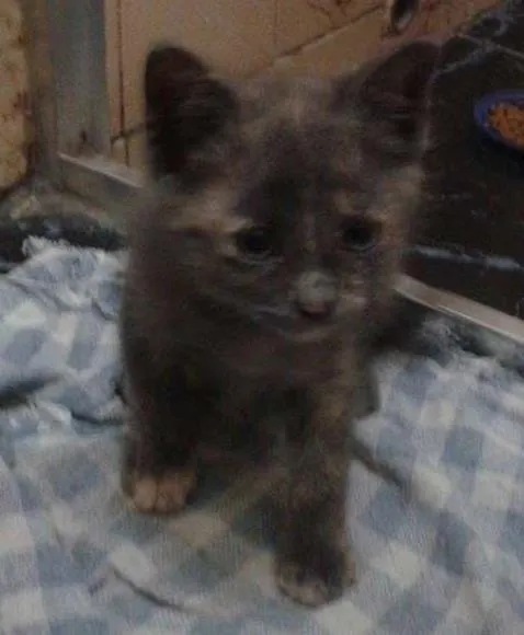 Gato ra a SRD idade Abaixo de 2 meses nome Sem nome