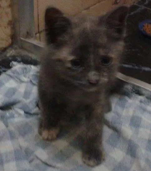 Gato ra a SRD idade Abaixo de 2 meses nome Sem nome