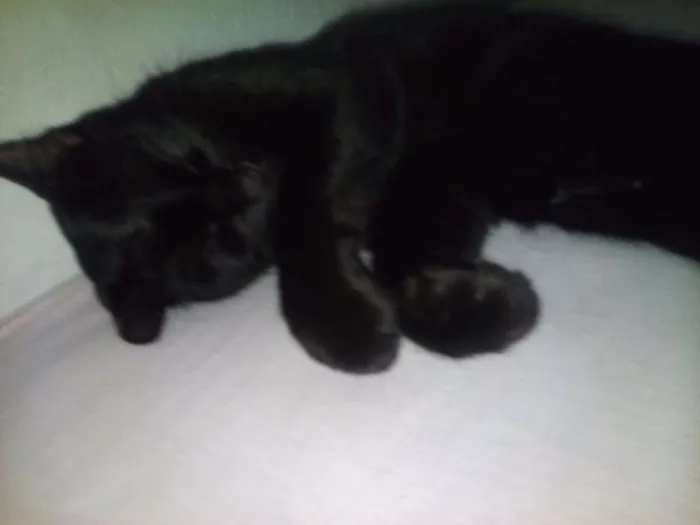 Gato ra a Vira-lata  idade 1 ano nome Nina e Cami