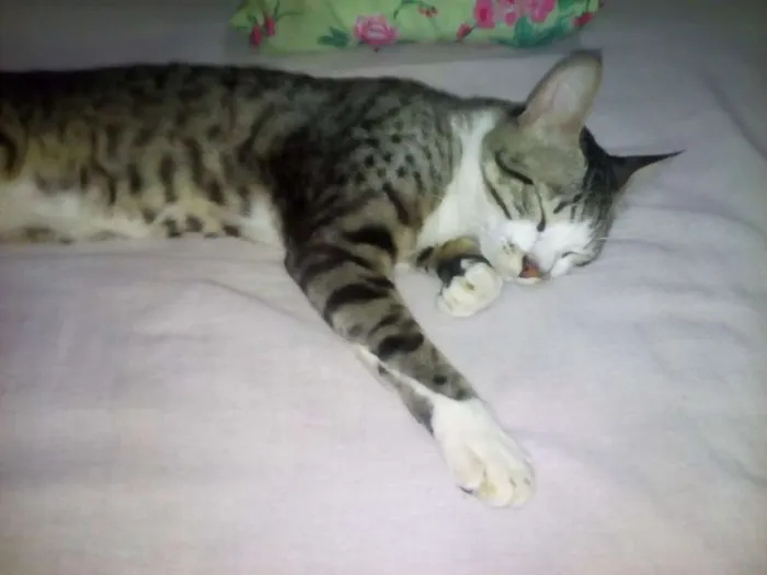 Gato ra a Vira-lata  idade 1 ano nome Nina e Cami