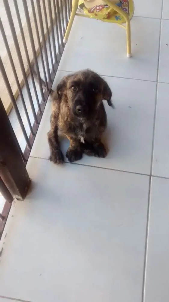 Cachorro ra a Indefinido idade 2 a 6 meses nome Woody