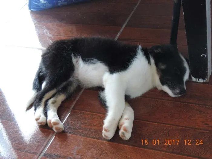 Cachorro ra a  idade 2 a 6 meses nome pandora