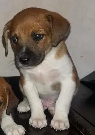 Cachorro ra a  idade 2 a 6 meses nome pandora