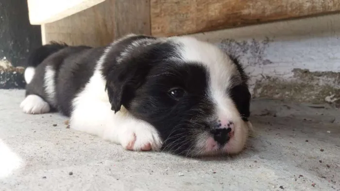 Cachorro ra a  idade 2 a 6 meses nome pandora