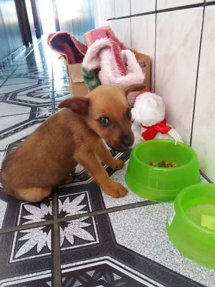 Cachorro ra a Vira Lata idade 2 a 6 meses nome Paçoca