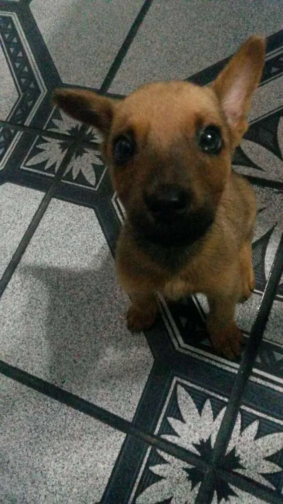 Cachorro ra a Vira Lata idade 2 a 6 meses nome Paçoca
