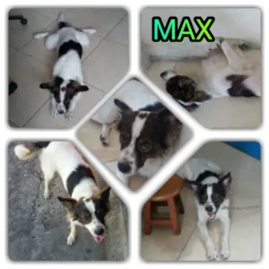 Cachorro raça SRD idade 1 ano nome Max