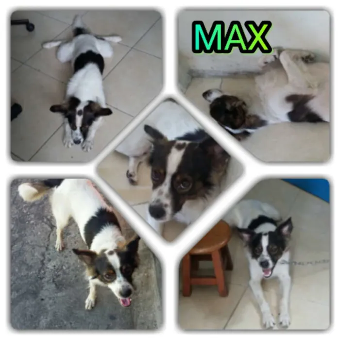Cachorro ra a SRD idade 1 ano nome Max