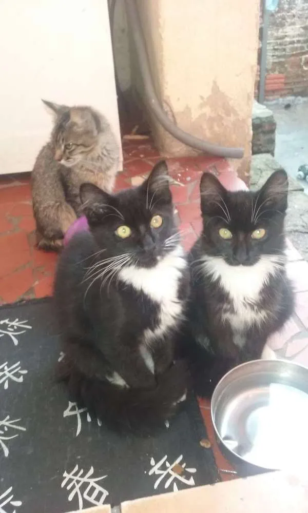 Gato ra a desconheco idade Abaixo de 2 meses nome sem nomes
