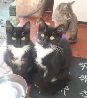 Gato raça desconheco idade Abaixo de 2 meses nome sem nomes
