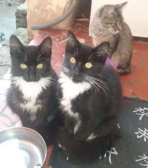 Gato ra a desconheco idade Abaixo de 2 meses nome sem nomes