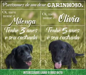 Cachorro raça Golden idade 3 anos nome Milonga