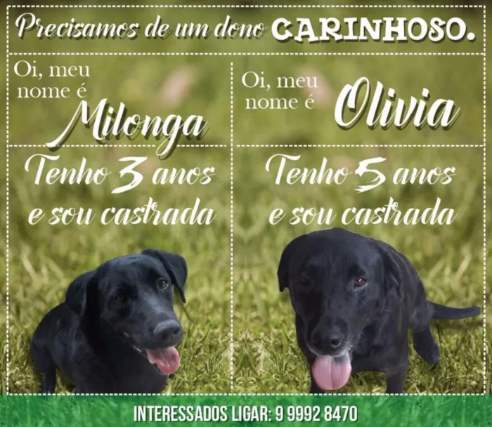 Cachorro ra a Golden idade 3 anos nome Milonga