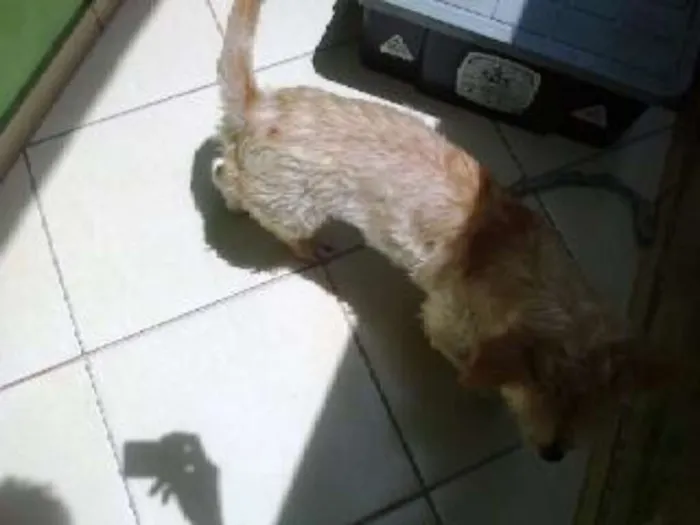 Cachorro ra a N/I idade 7 a 11 meses nome Suzy