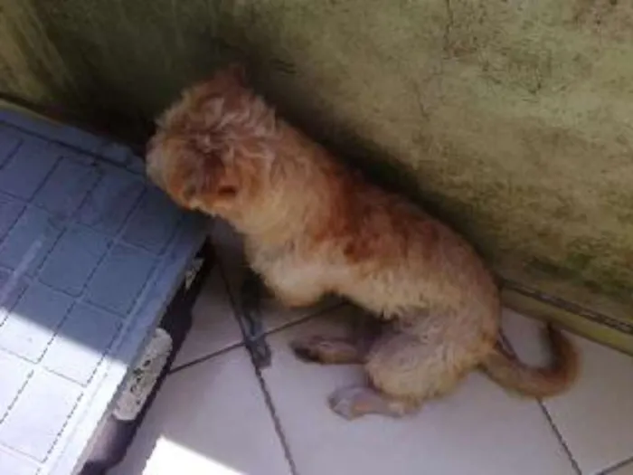 Cachorro ra a N/I idade 7 a 11 meses nome Suzy